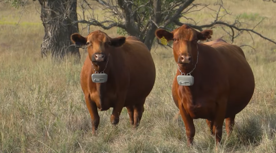 Friday Feature:  Virtual Fence Project to Control Cattle Grazing without Fences