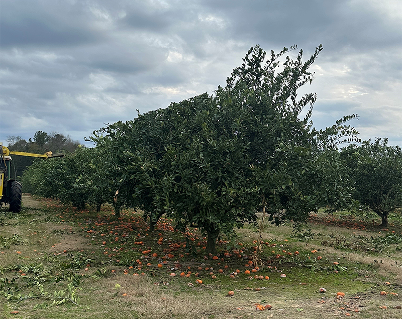 Mechanical Pruning of Citrus Groves