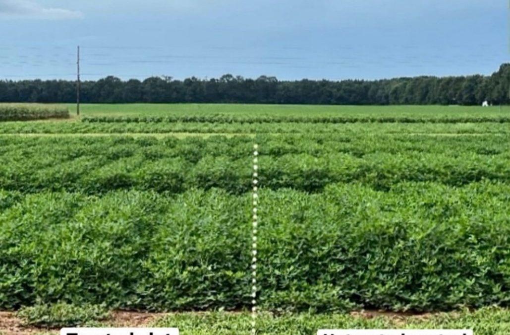 Managing Peanut Vine Growth with Plant Growth Regulators