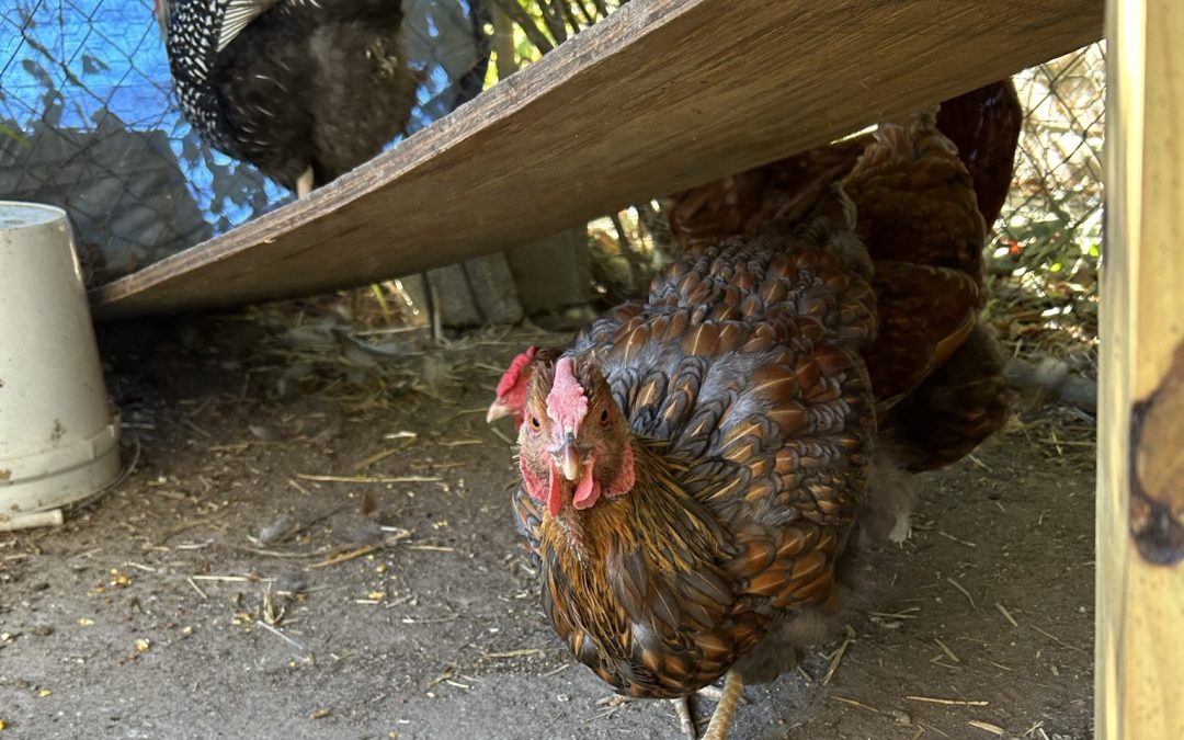 Tips for Introducing New Chickens into Your Coop