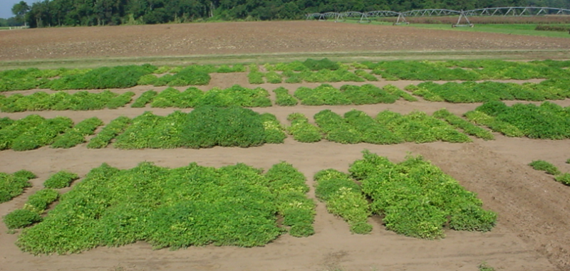TSWV Resistant Peanuts