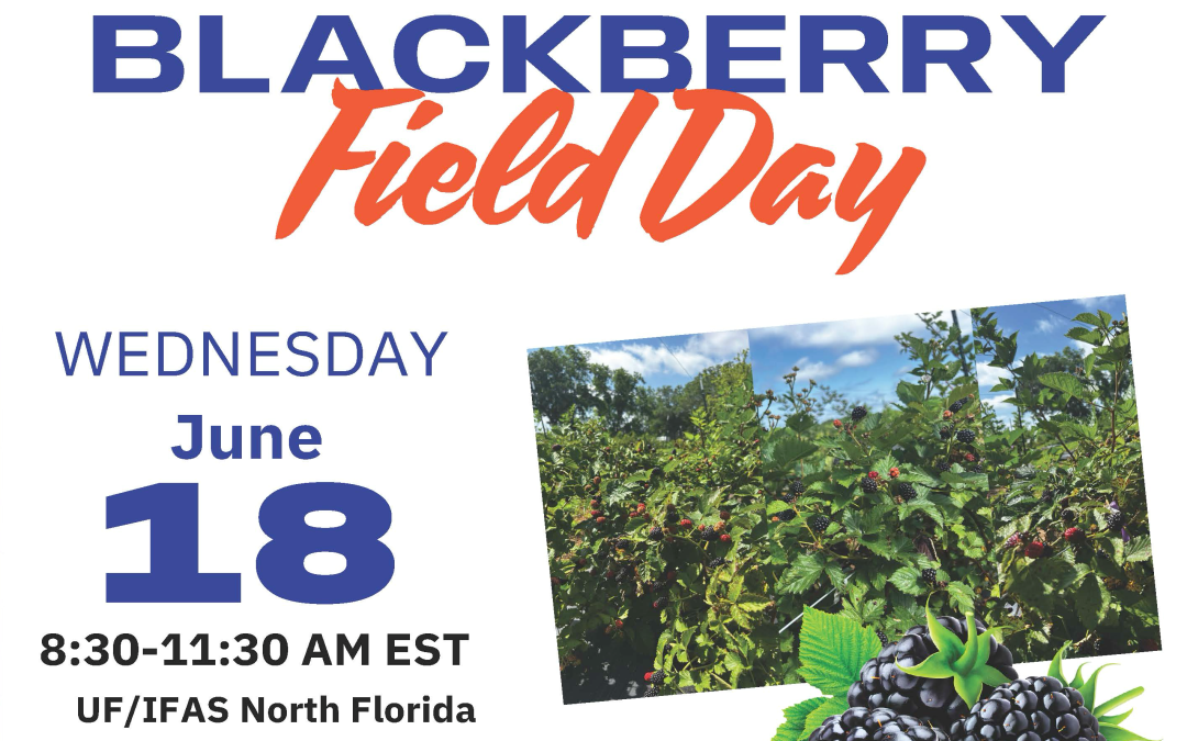 Explore Blackberry Production at the 2025 Blackberry Field Day – June 18