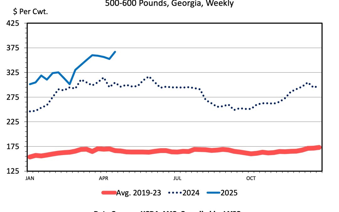 Cattle Market Volatility and Fundamental Conditions