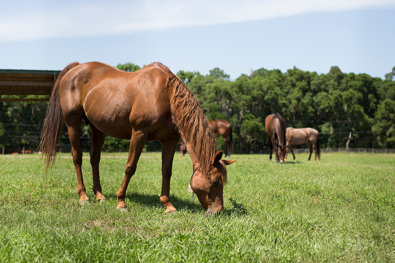 Benefits of Rotational Grazing for Horses