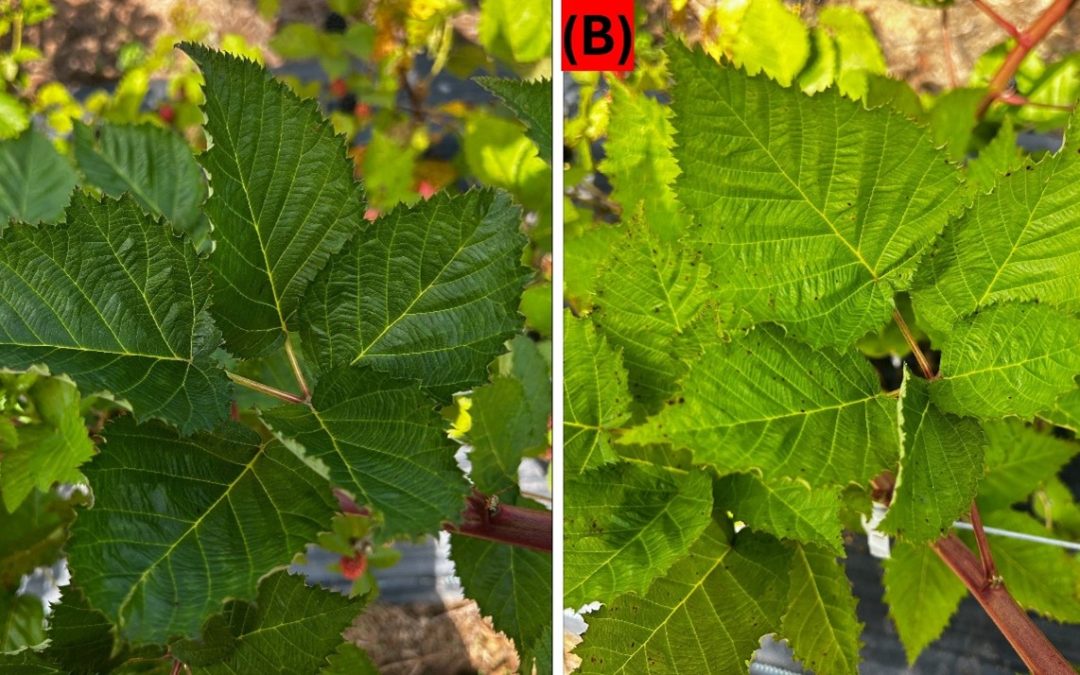 Optimizing Nitrogen Use for Sustainable Blackberry Production in the Florida Panhandle