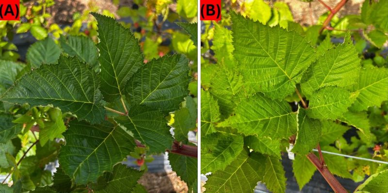N affect on blackberry leaves