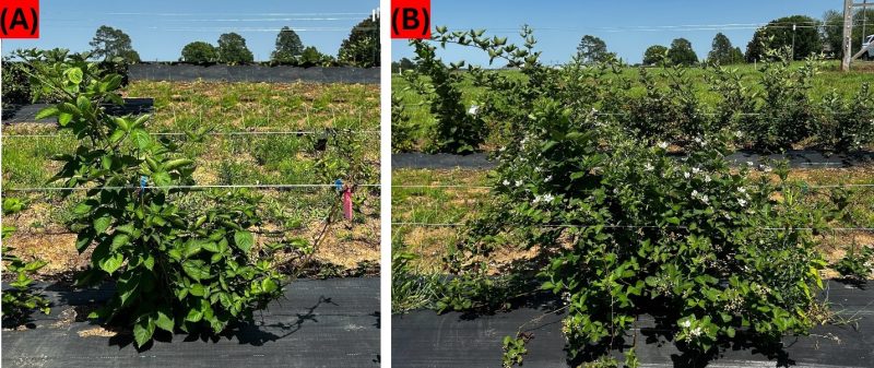 Nitrogen Comparison of Blackberry Plants