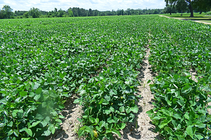 Friday Feature: Georgia Grown Beans and Peas