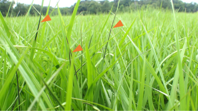 Mycotoxins in Florida Pastures and Hay Fields: Monitoring, Risks, and Consultation Resources