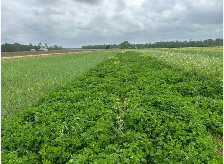 Cover Crops and Soil Health: Building Resilience in Panhandle Crop Fields