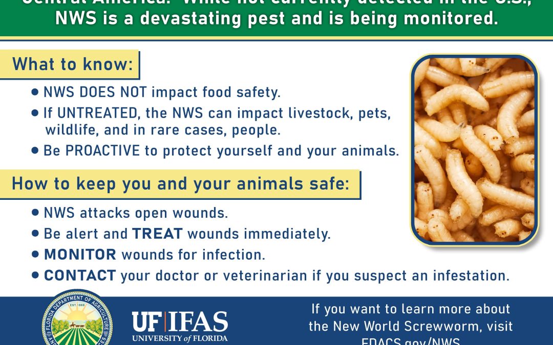 As USDA Halts Animal Imports, UF Experts Explain New World Screwworm Risk​ to Florida Livestock Producers