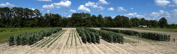 Figure 6 Early and Late Corn Variety Test in Quincy