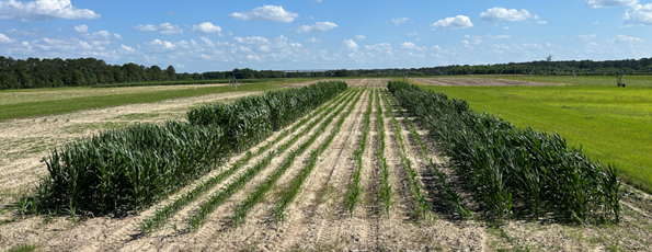 Figure 7 Irrigated early and late planting test in Quincy