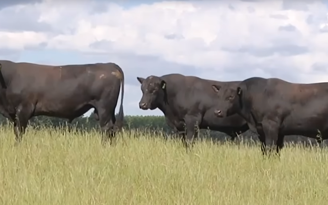 Friday Feature:  The History of Angus Cattle