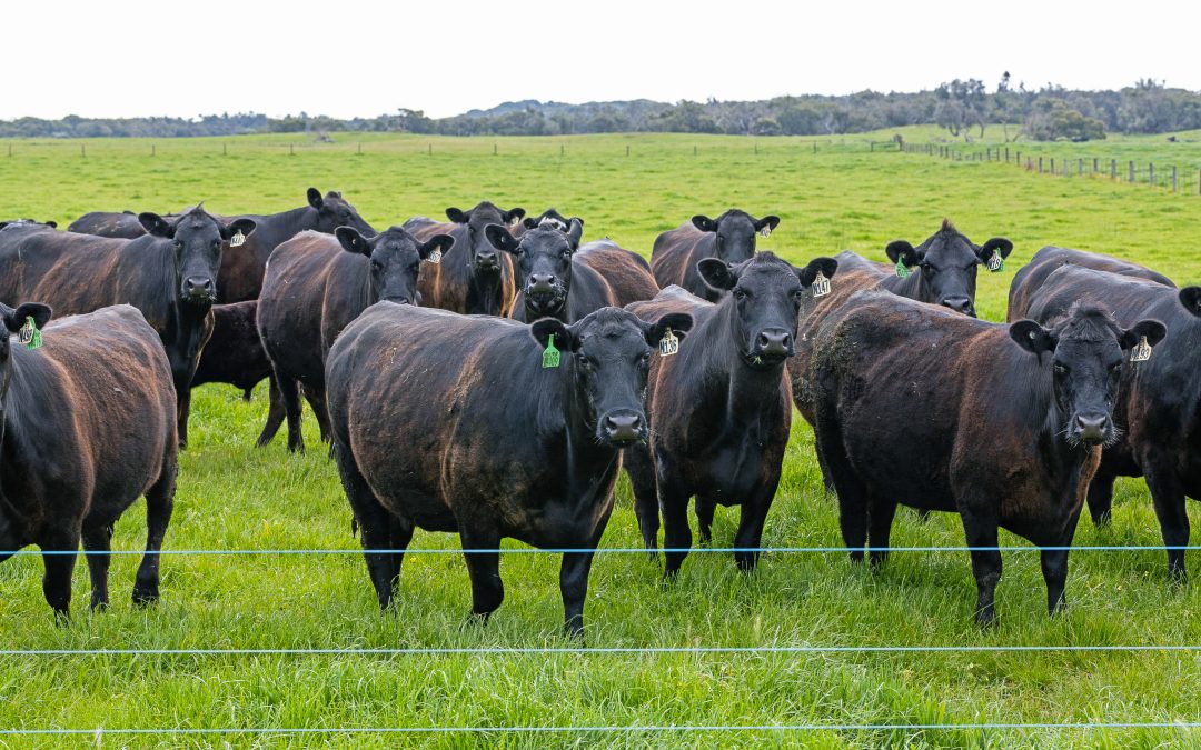 The Value of Reproductive Efficiency when Rebuilding Your Cattle Herd