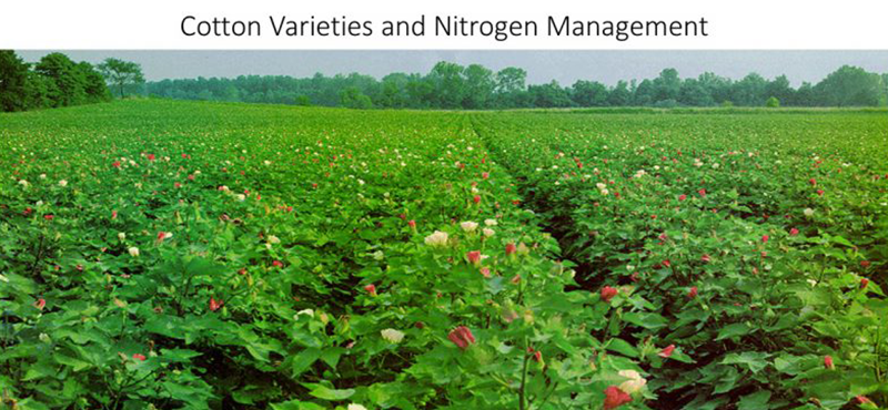 Provisional Nitrogen Fertilization Recommendation for Florida Cotton for the 2025 Season