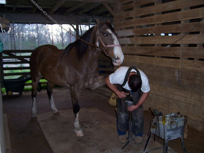 Thrush in Horses