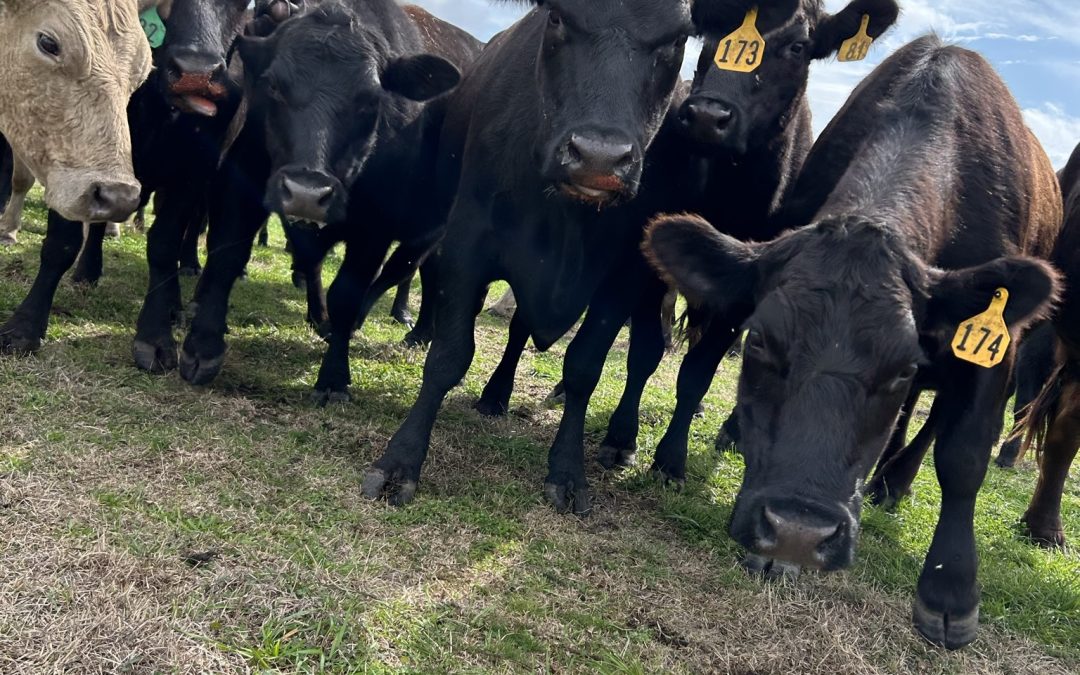 Summer Mineral Consumption for Cattle on Pasture