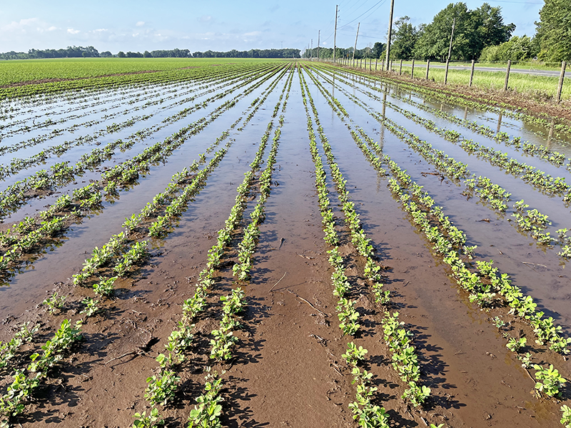 Long Periods of Drought or Excessive Rainfall Can Negatively Affect Herbicide Efficacy