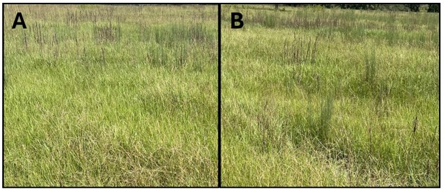 Weed control comparison of ground versus drone sprayers efficacy
