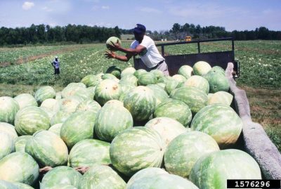 Post-Harvest Practices to Preserve Watermelon Quality