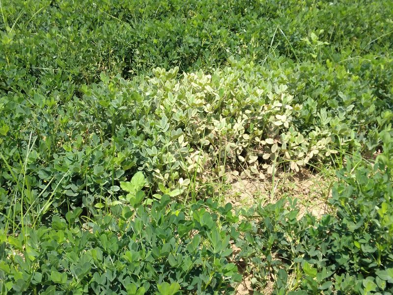 Spidermite infestation in peanut