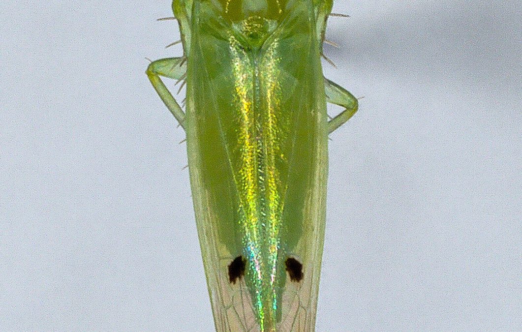 Cotton Pest Update: Stink Bugs and New Invasive Cotton Pest – Two-Spotted Cotton Leafhopper, Moving into Cotton