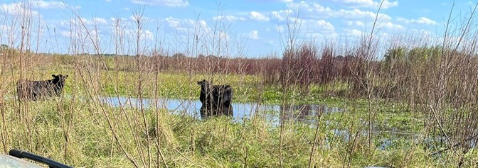 Cattle have access to wetland areas in South Florida.