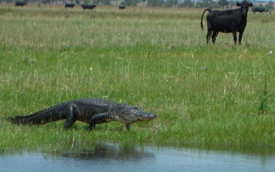Leptospirosis in Cattle:  Why You Should Know More About It?