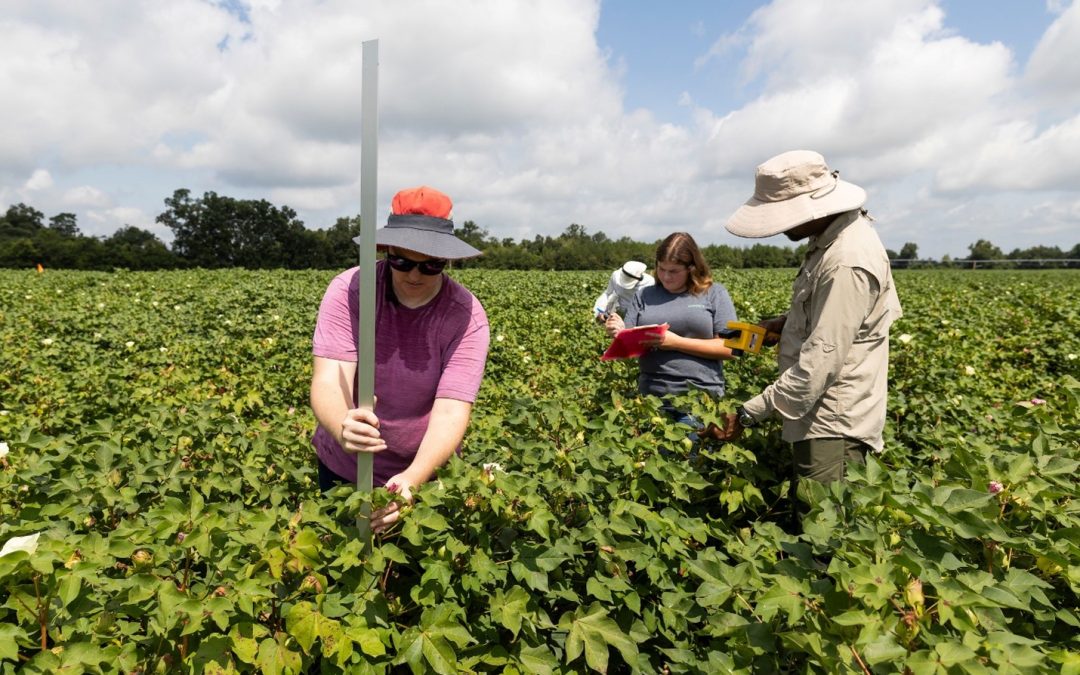 Grower Survey Insights on Cotton Nitrogen Management in Florida’s Panhandle