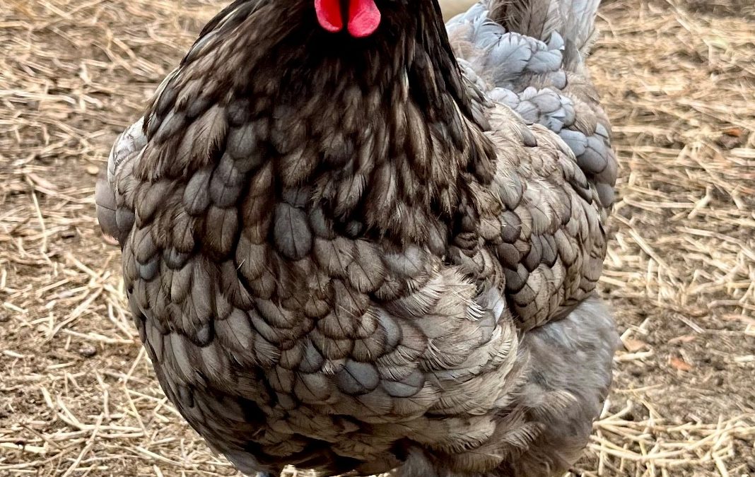Hens in the Heat