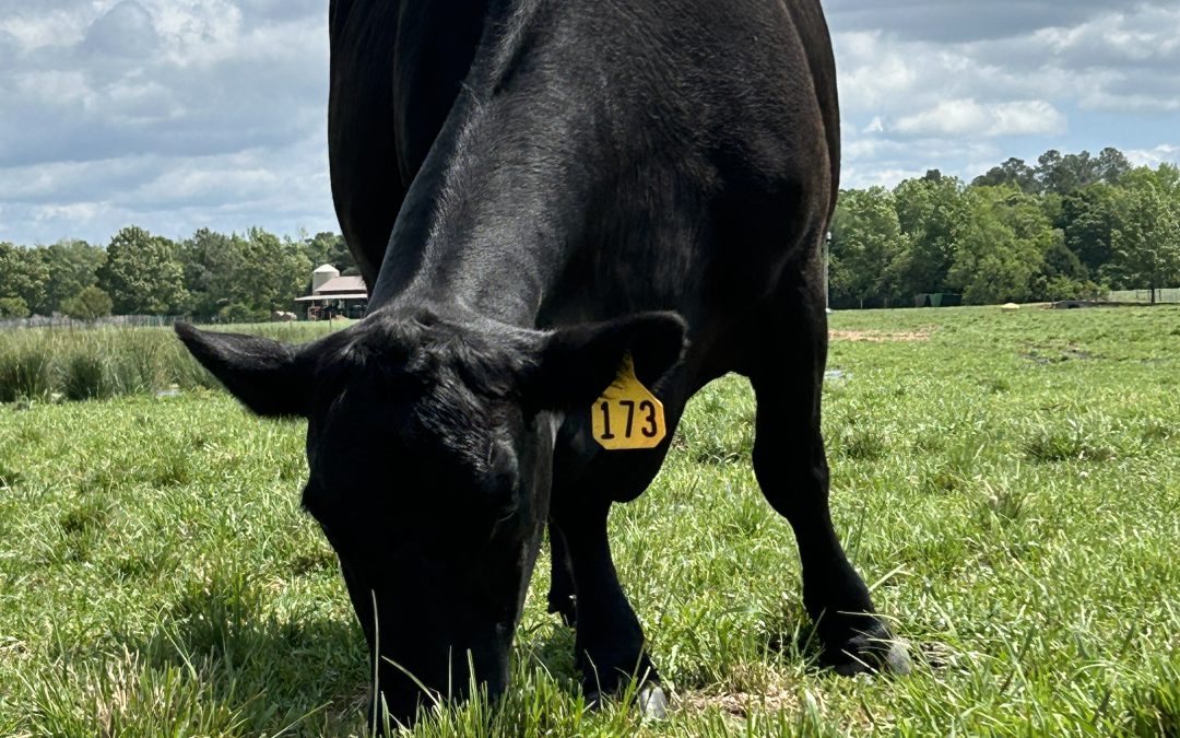 Nutrient Cycling in Grazed Pastures