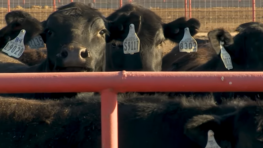 Friday Feature:  Replacement Heifer Development 101