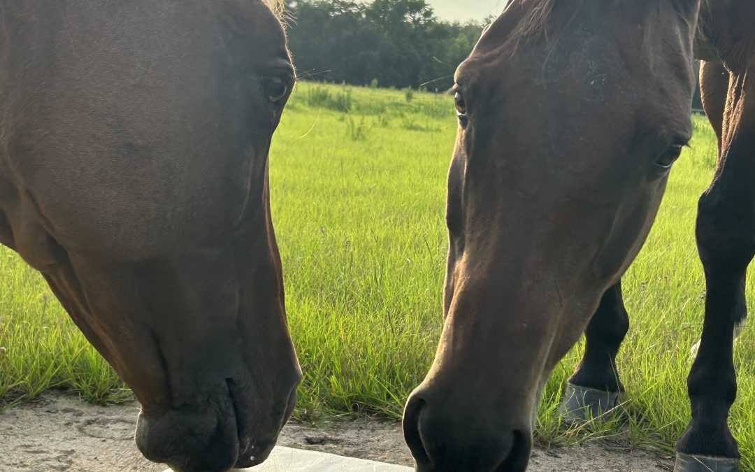 Salt for Horses: A Simple Solution to Summer Health Support