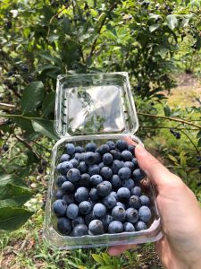 A hand holding a clamshell container filled with freshly picked blueberries, with blueberry bushes in the background.