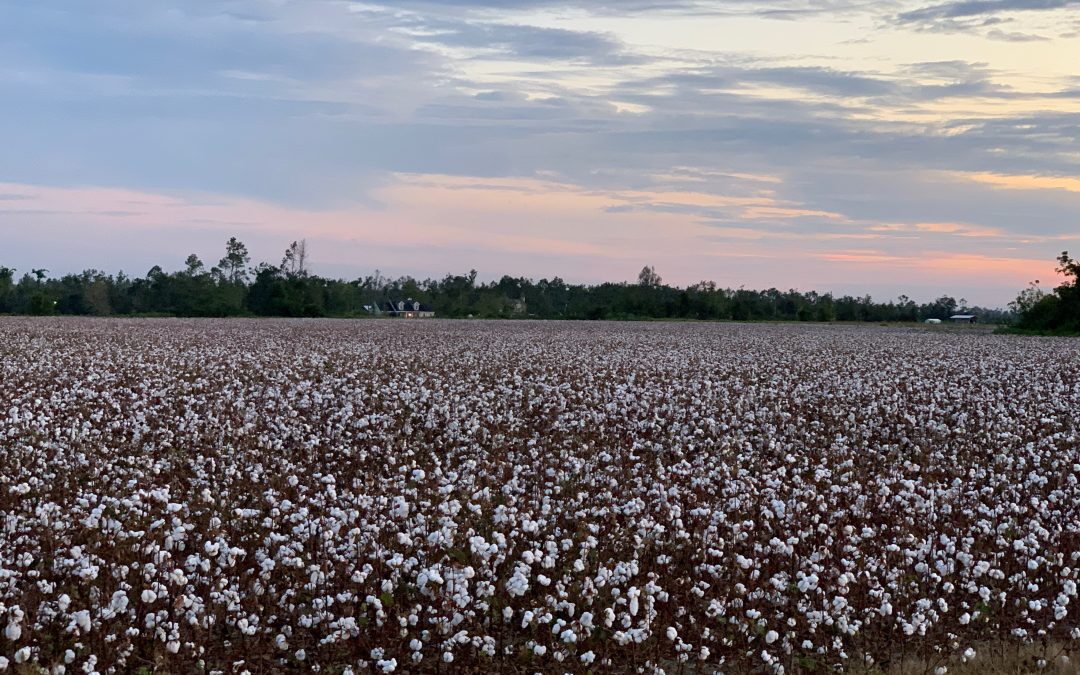 Panhandle Cotton Acres Are Down in 2025– Here’s the Reason