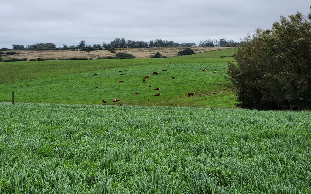 Revisiting Crop–Livestock Integration in the Southeastern United States