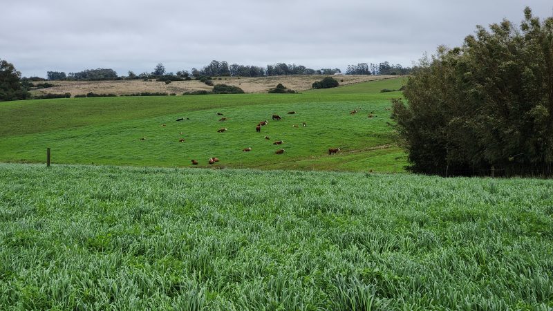 Cattle grazing cool-season cover crops in Southern Brazil, following soybeans.