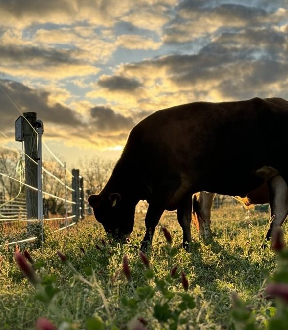Grazing Cover Crops is a Triple Win!