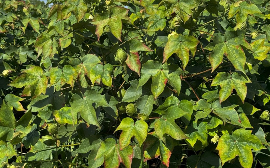Update on Two-Spotted Cotton Leafhopper (Jassid) and Management