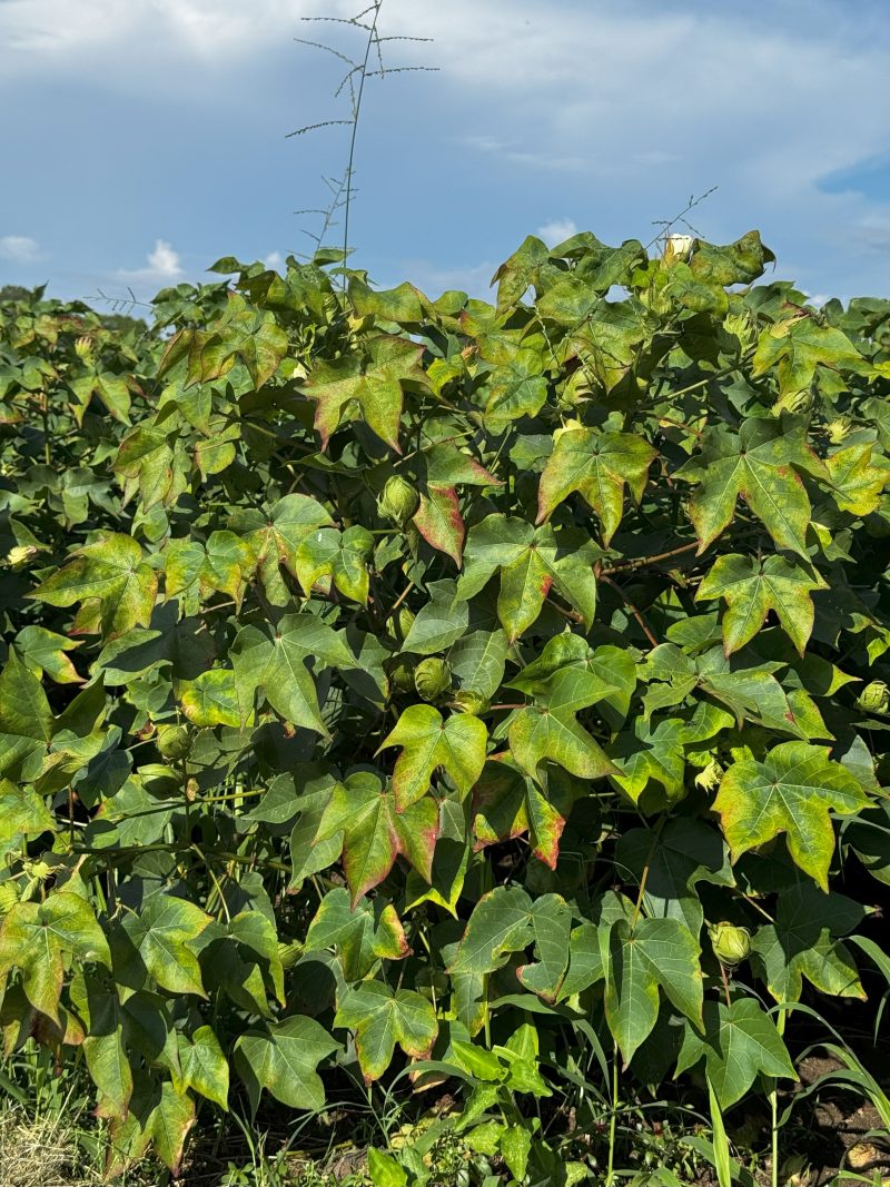 Cotton injury from Jassid feeding