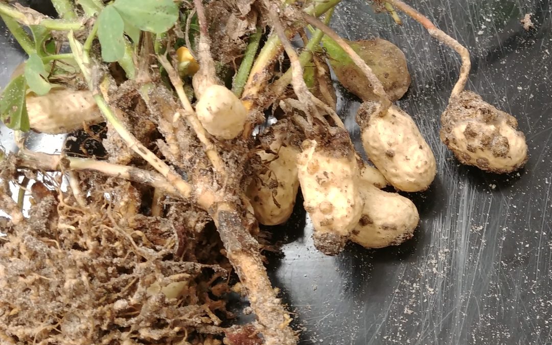 Recognizing Plant-Parasitic Nematode Symptoms in Row Crop Fields