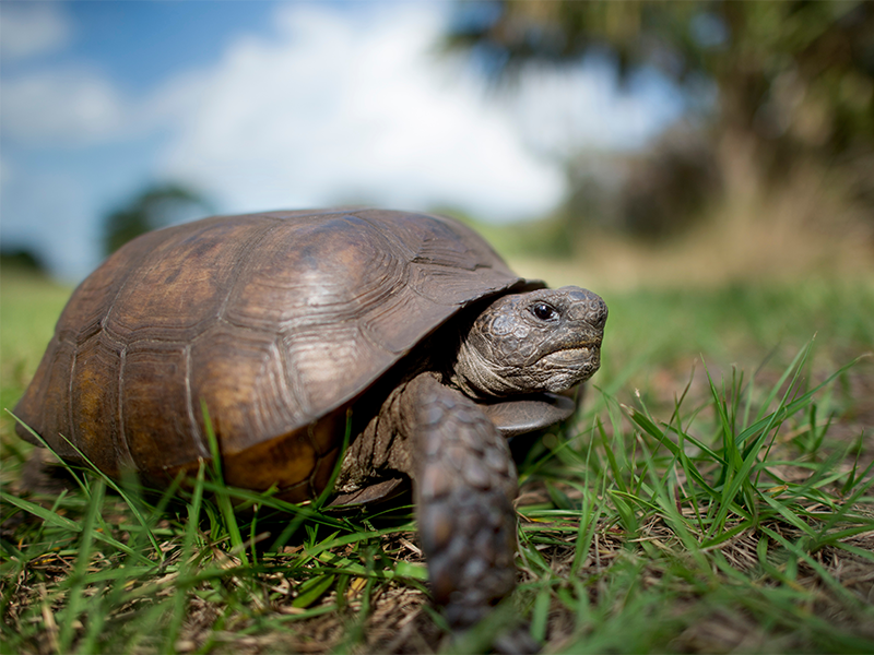 How Landowners Can Help Gopher Tortoise Conservation in the Florida Panhandle