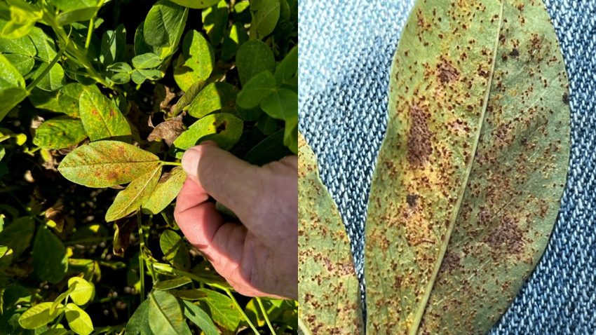 Peanut Rust, fungal disease