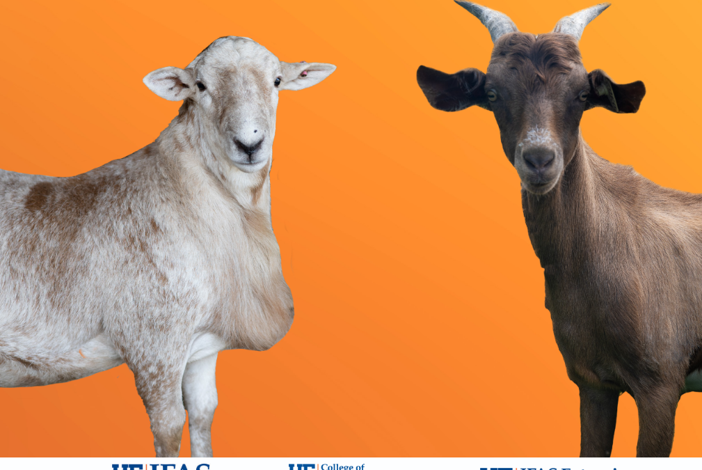 UF Small Ruminant Short Course – October 10 & 11