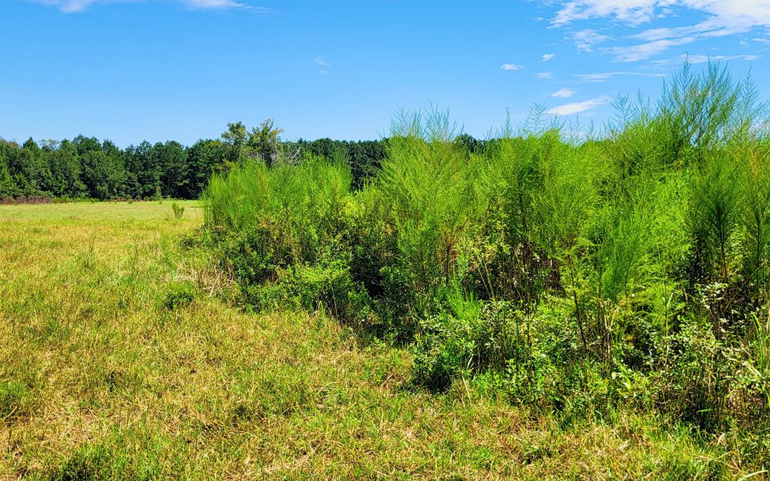 Pasture Weed & Invasive Plant Management Classes – September 26 & October 3