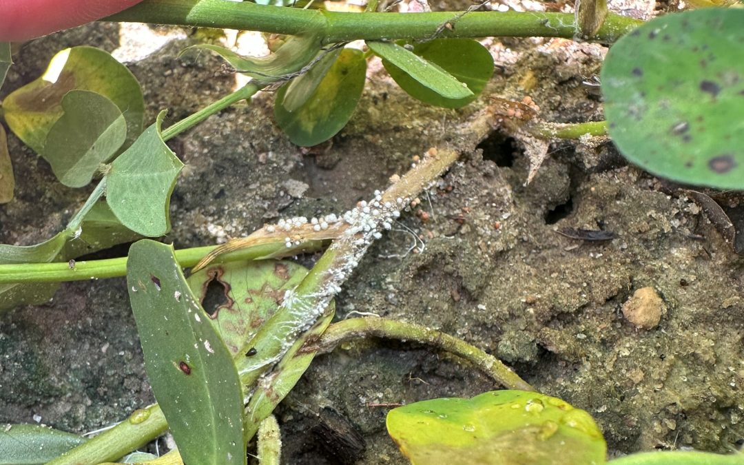 Stay Ahead of Peanut Fungal Pathogens This Summer
