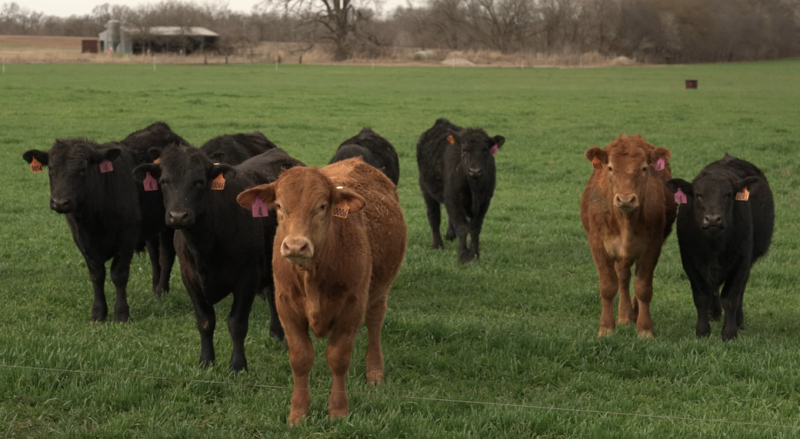 Friday Feature: How High Can Feeder Calf Prices Go?