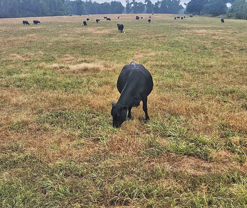 Stretching Hay Reserves is Critical during this “Flash Drought”