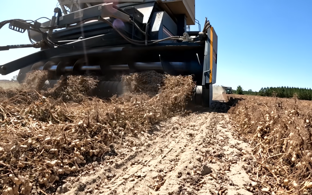 Friday Feature:  Peanut Harvest Update